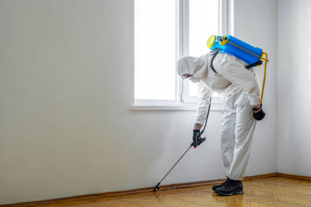 Best Wasp Removal Services  in Rochester, WI