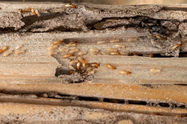 Best Bed Bug Extermination  in Rochester, WI